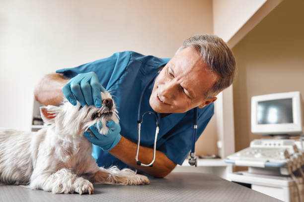 Best Root Canal Emergency Dentist  in Rosedale, LA